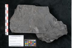 Foto (Objekt + Etikett) von Odontopteris minor Brongniart (NHMW-GEO-2024-0188-10720)